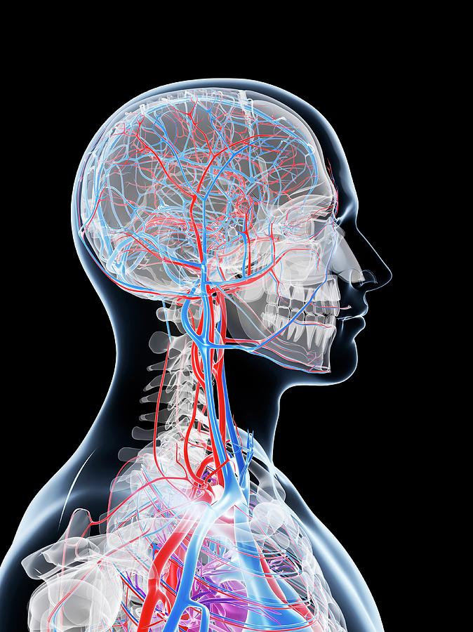 Male Vascular System Photograph by Sciepro/science Photo Library - Pixels