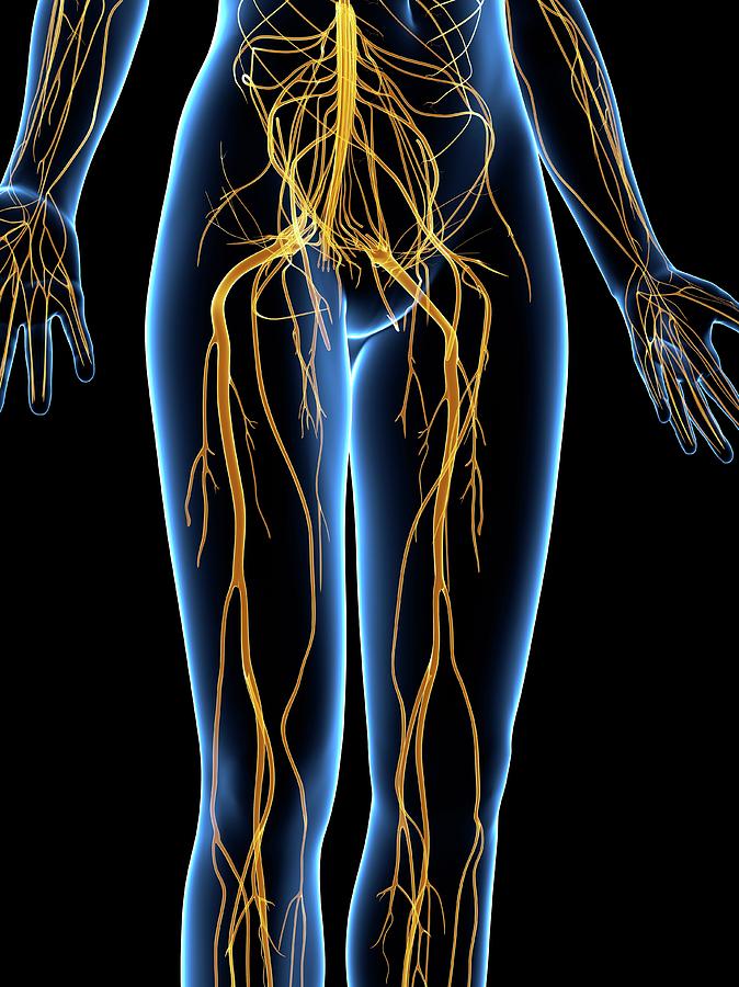 Nervous System Photograph By Scieproscience Photo Library Fine Art America 6476