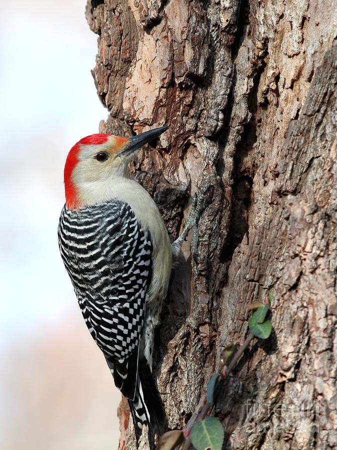 Red-bellied Woodpecker #41 Photograph by Jack R Brock