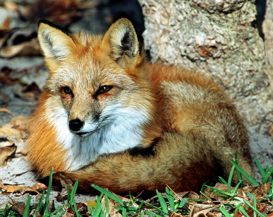 Red Fox #41 Photograph by Millard H. Sharp