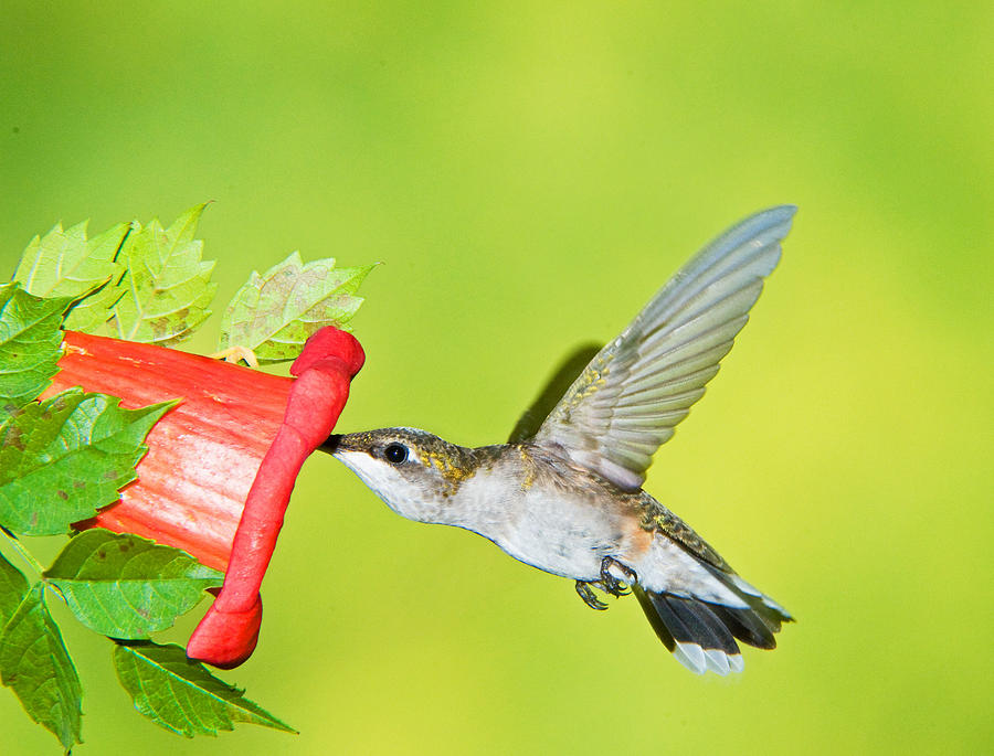 Ruby Throated Hummingbird #41 Photograph by Millard H. Sharp