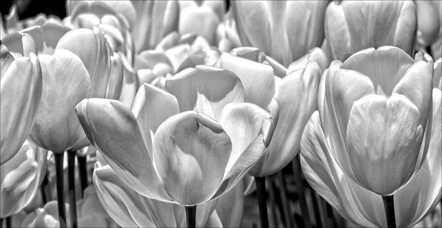 Tulips #41 Photograph by Robert Ullmann