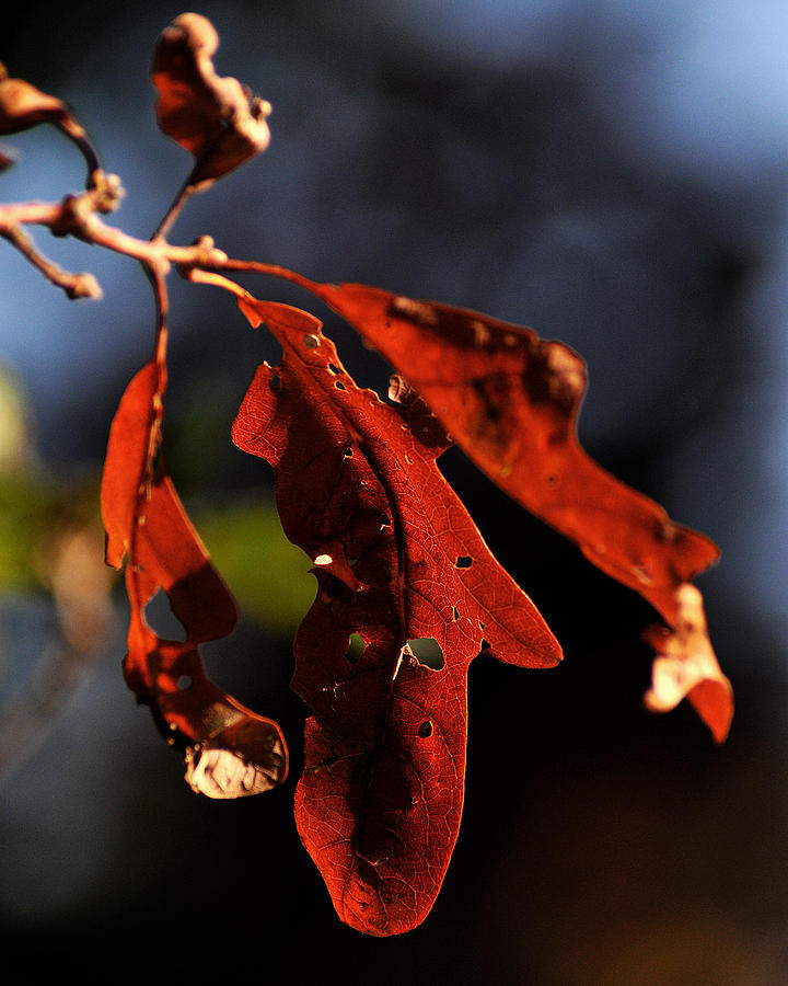 Three Leaves Photograph by Gene Tatroe