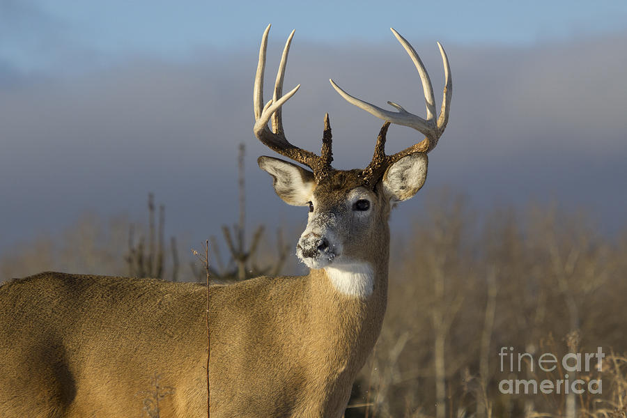 White-tailed Deer In Winter #41 Photograph by Linda Freshwaters Arndt
