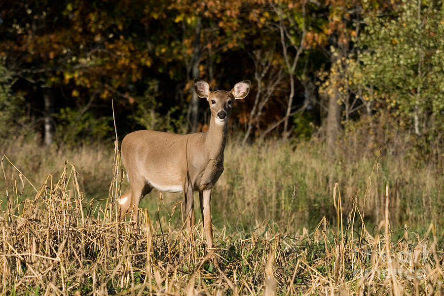 White-tailed Doe Photograph by Linda Freshwaters Arndt - Fine Art America