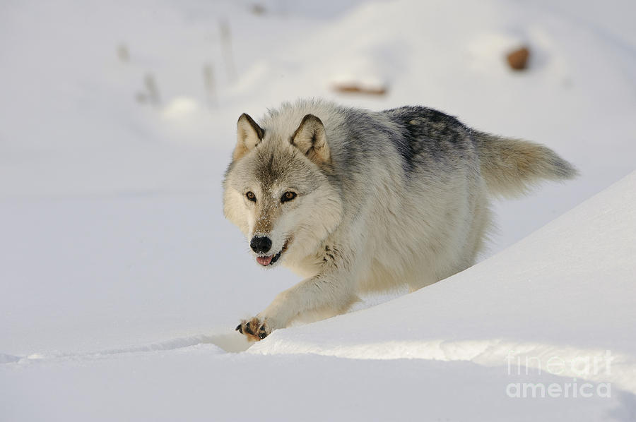 Wolf In Winter #41 Photograph by John Shaw