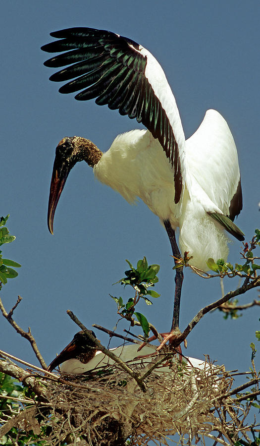 Wood Storks #41 Photograph by Millard H. Sharp