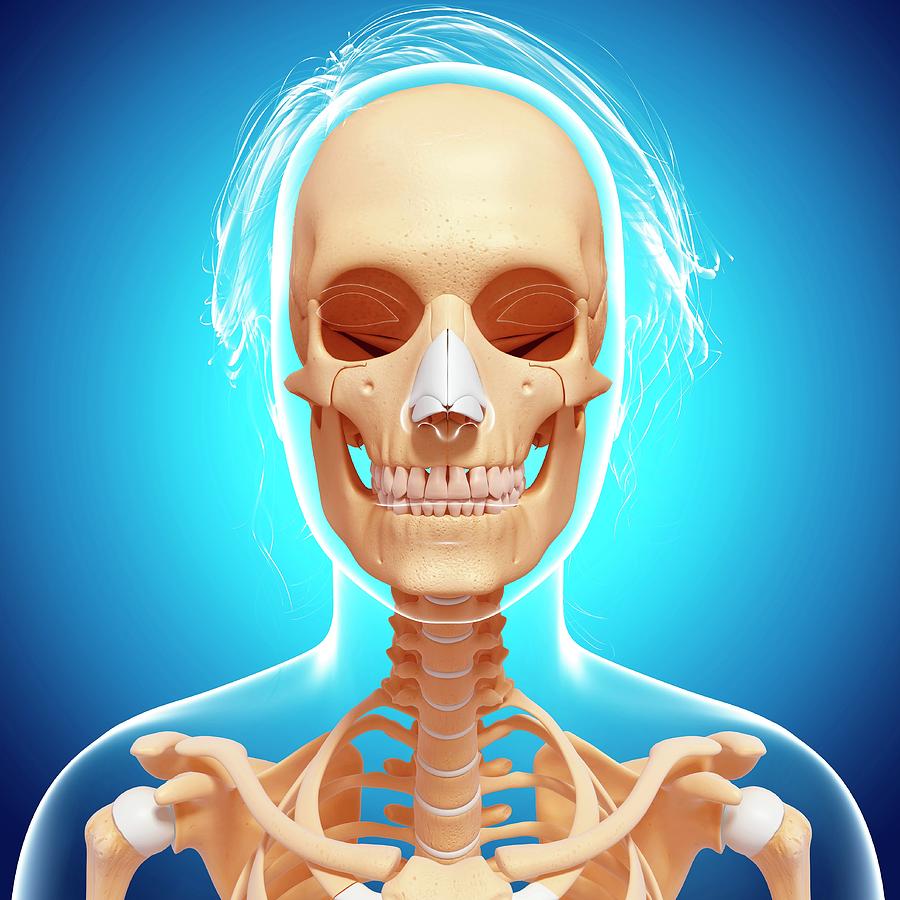 Female Skeleton #419 by Pixologicstudio/science Photo Library