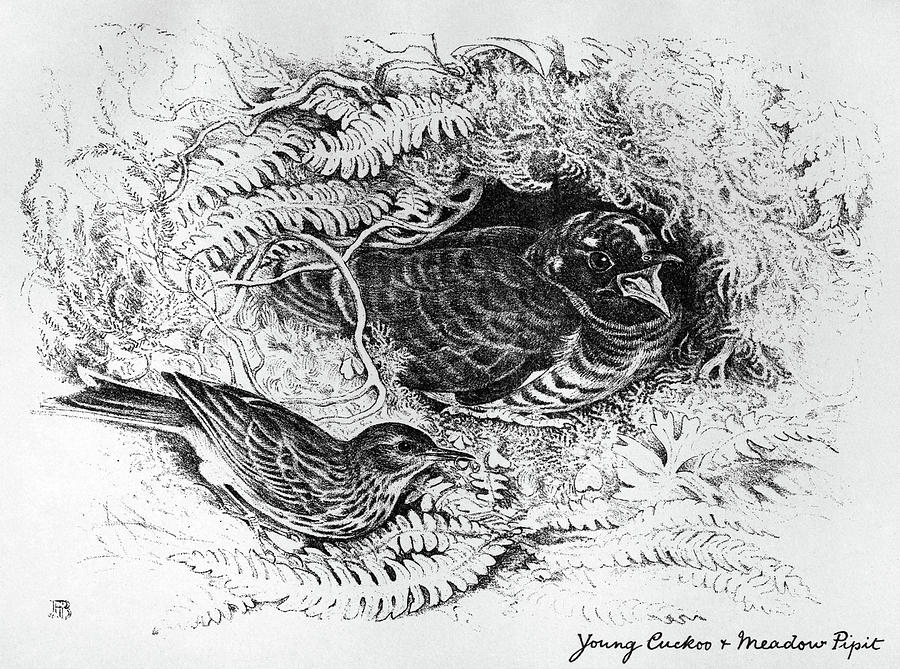 Cuckoo Drawing - Blackburn Birds, 1895 #42 by Granger