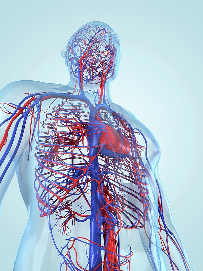 Cardiovascular System Photograph by Sciepro/science Photo Library ...