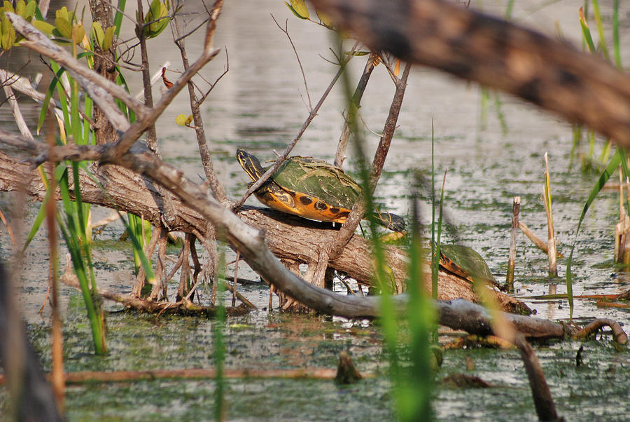42- Florida Red-Bellied Turtle Photograph by Joseph Keane