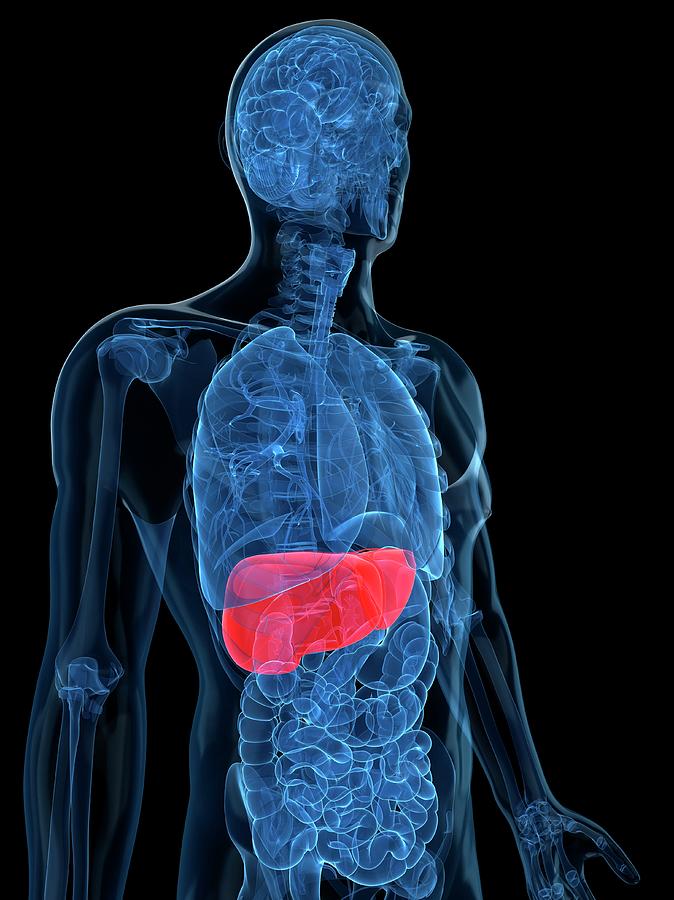 Healthy Liver Photograph by Sciepro/science Photo Library