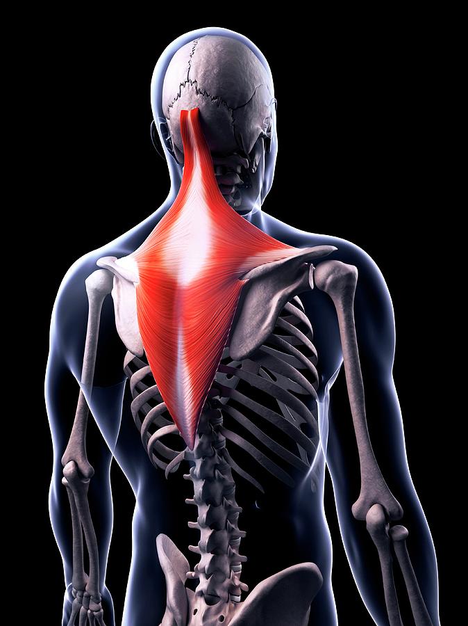 Human Back Muscles Photograph By Sebastian Kaulitzki
