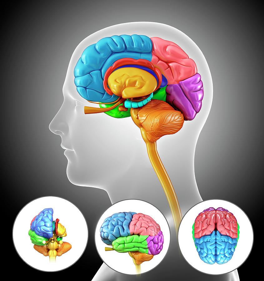 Human Brain Anatomy Photograph by Pixologicstudio/science Photo Library ...