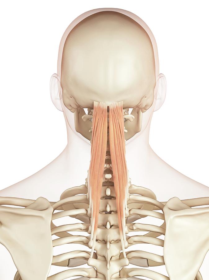 Human Neck Muscles Photograph by Sciepro | Fine Art America