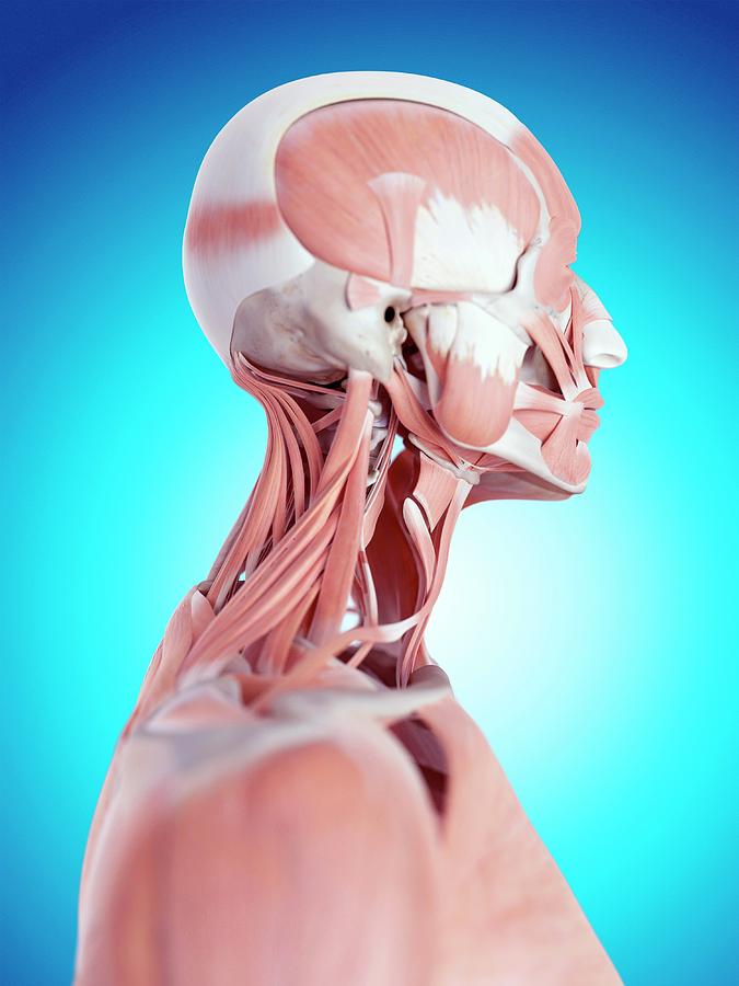 Human Neck Muscles Photograph by Sebastian Kaulitzki/science Photo ...