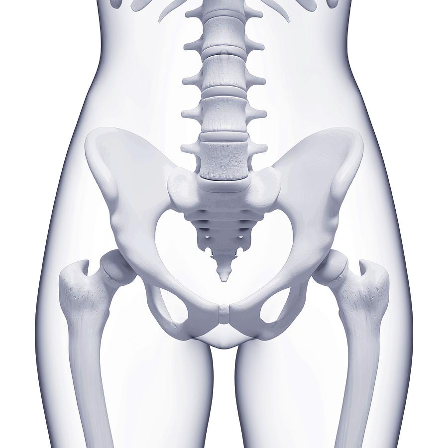 Human Pelvic Bones #42 by Pixologicstudio/science Photo Library