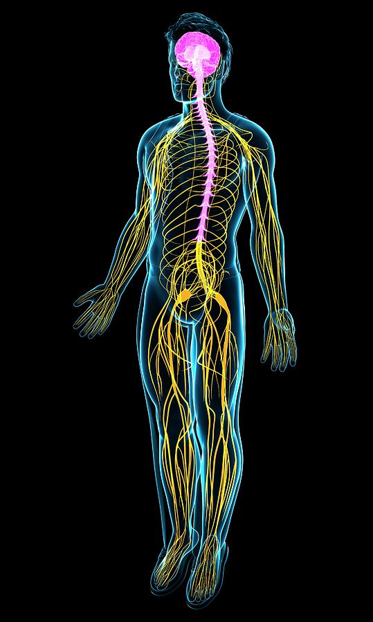 Male Nervous System Photograph by Pixologicstudio/science Photo Library ...