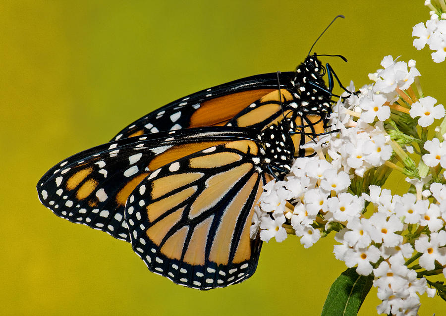 Monarch Butterfly #42 Photograph by Millard H. Sharp