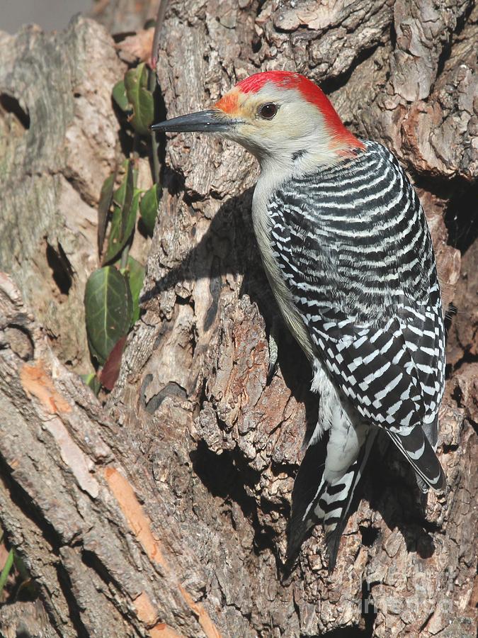 Red-bellied Woodpecker #42 Photograph by Jack R Brock