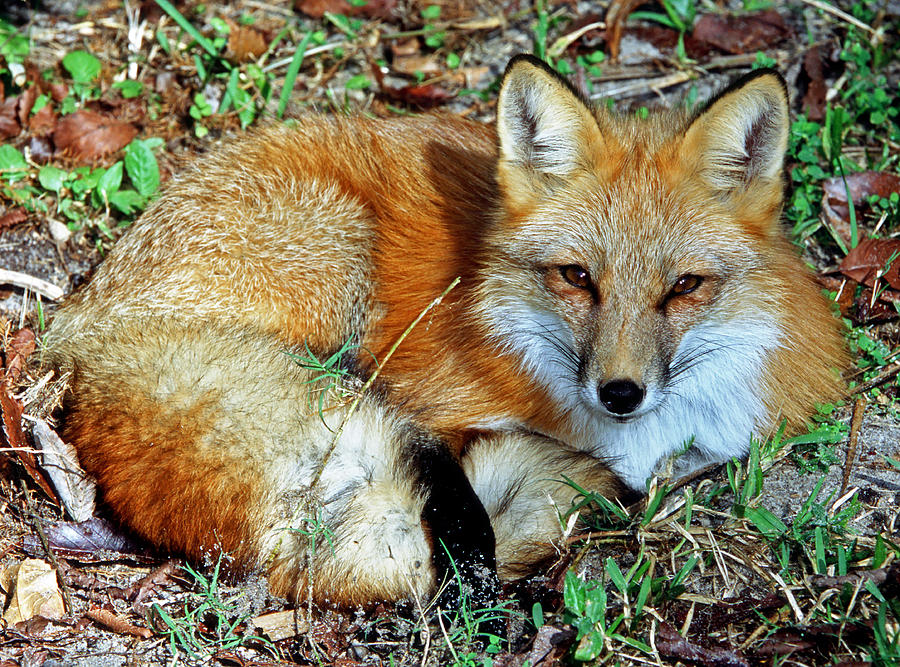 Red Fox #42 Photograph by Millard H. Sharp