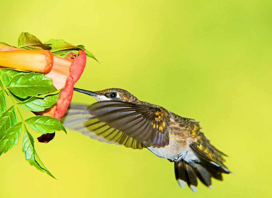 Ruby Throated Hummingbird #42 Photograph by Millard H. Sharp