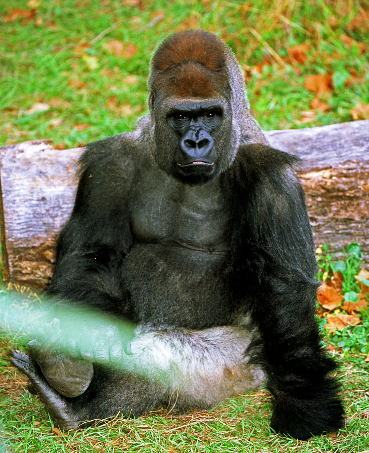 Western Lowland Gorilla Photograph by Millard H. Sharp - Fine Art America