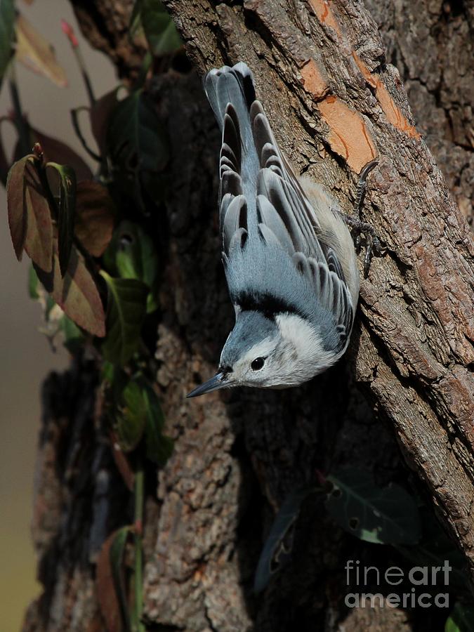 White-breasted Nuthatch #42 Photograph by Jack R Brock