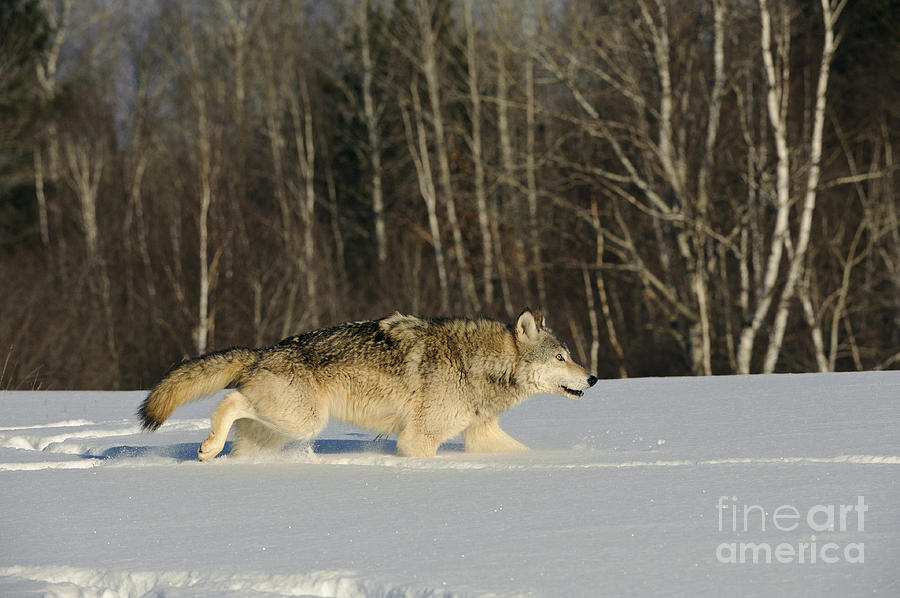 Wolf In Winter #42 Photograph by John Shaw