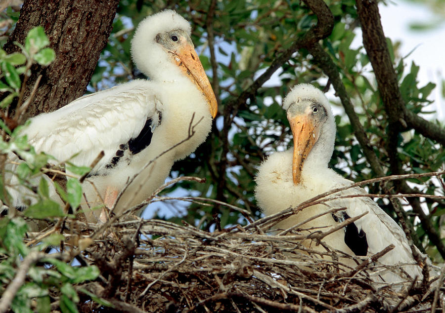Wood Storks #42 Photograph by Millard H. Sharp