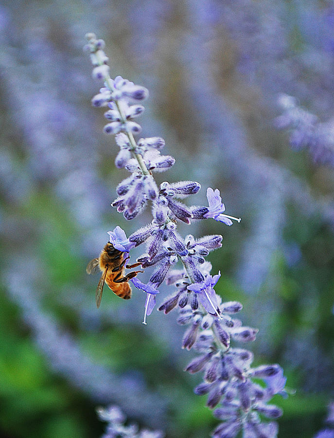 #russiansage Photograph by Becky Furgason