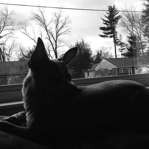 Black And White Photograph - Chihuahua Silhouette by Mel Garvin