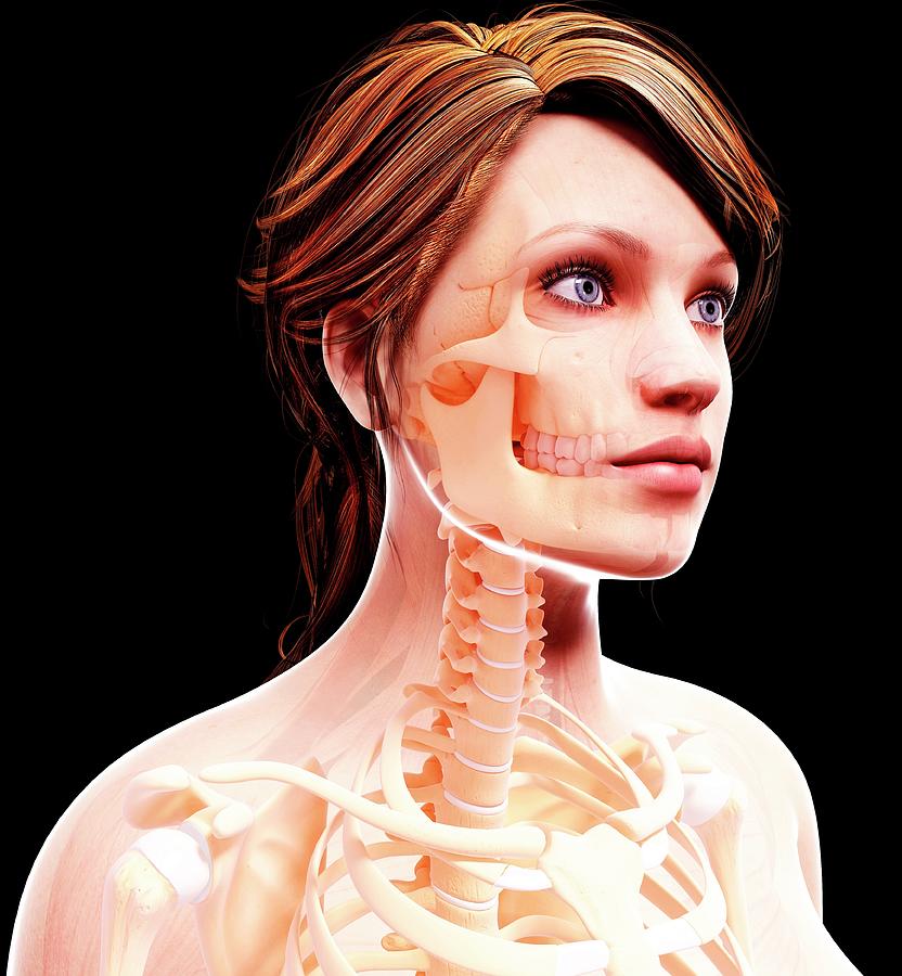 Female Skeleton Photograph By Pixologicstudio Science Photo Library