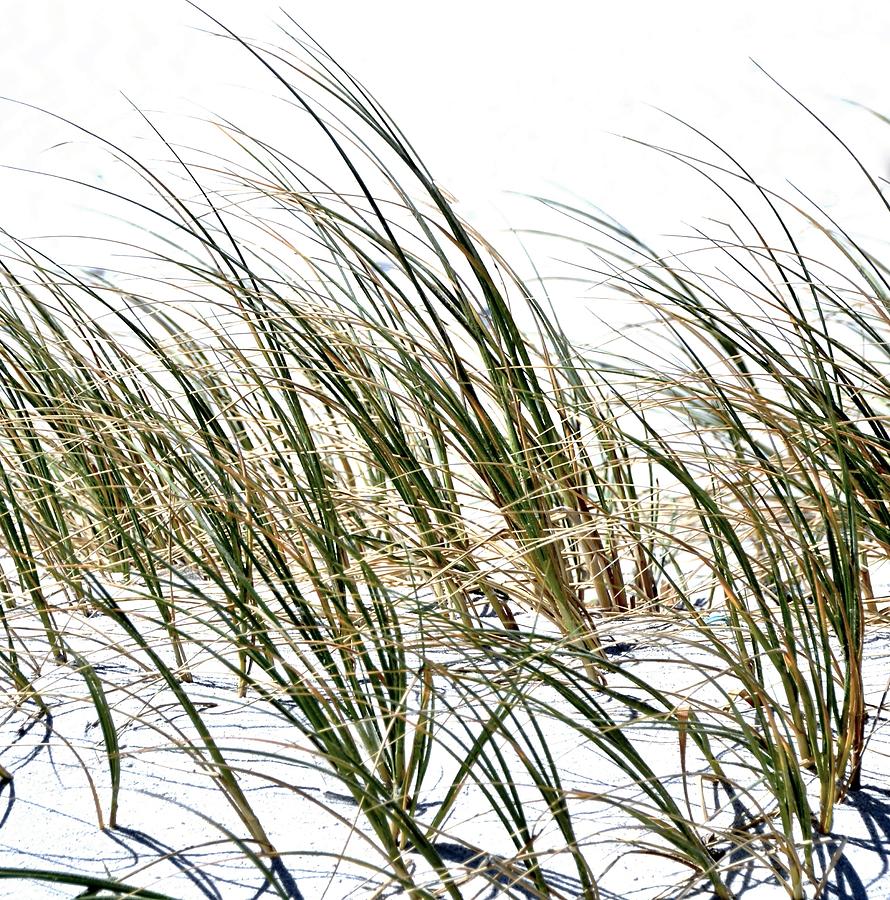 asian dune grass calex