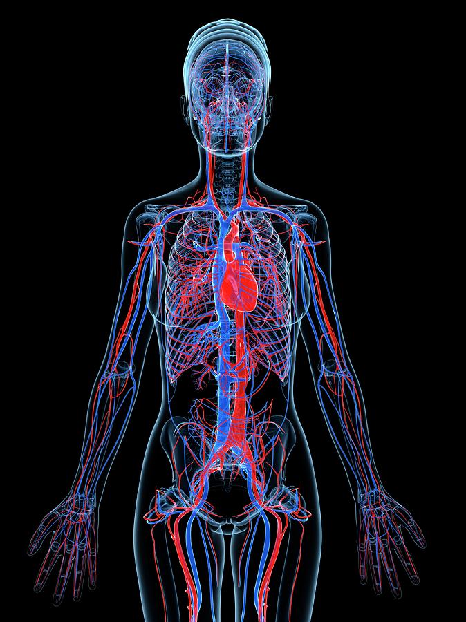 Female Cardiovascular System Photograph by Sciepro/science Photo ...