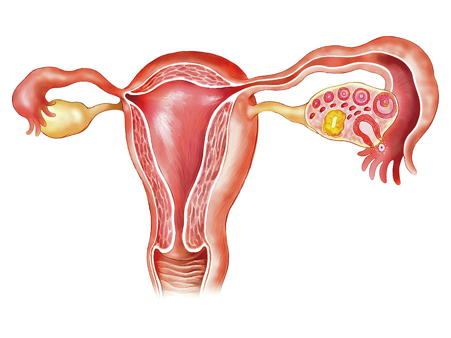 Female Genital System Photograph By Asklepios Medical Atlas 2269