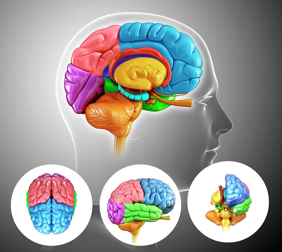 Human Brain Anatomy By Pixologicstudio Science Photo Library