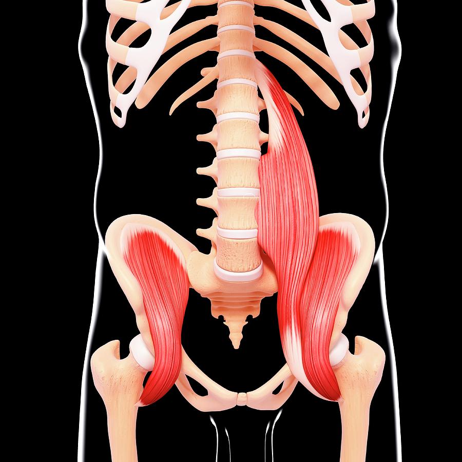 Human Hip Musculature Photograph By Pixologicstudio Science Photo 