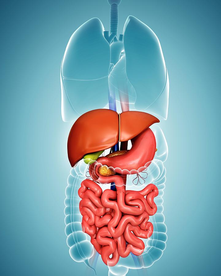 Illustration Photograph - Human Internal Organs #43 by Pixologicstudio