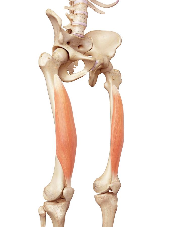 Human Muscles Of Leg Photograph by Sebastian Kaulitzki/science Photo ... Biology Diagrams