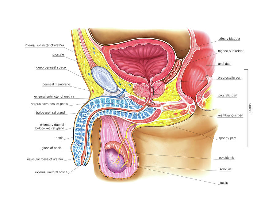Pelvis Photograph - Male Genital System #43 by Asklepios Medical Atlas