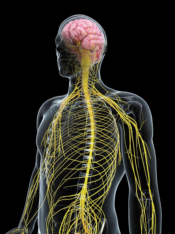 Male Nervous System Photograph by Sciepro/science Photo Library - Pixels