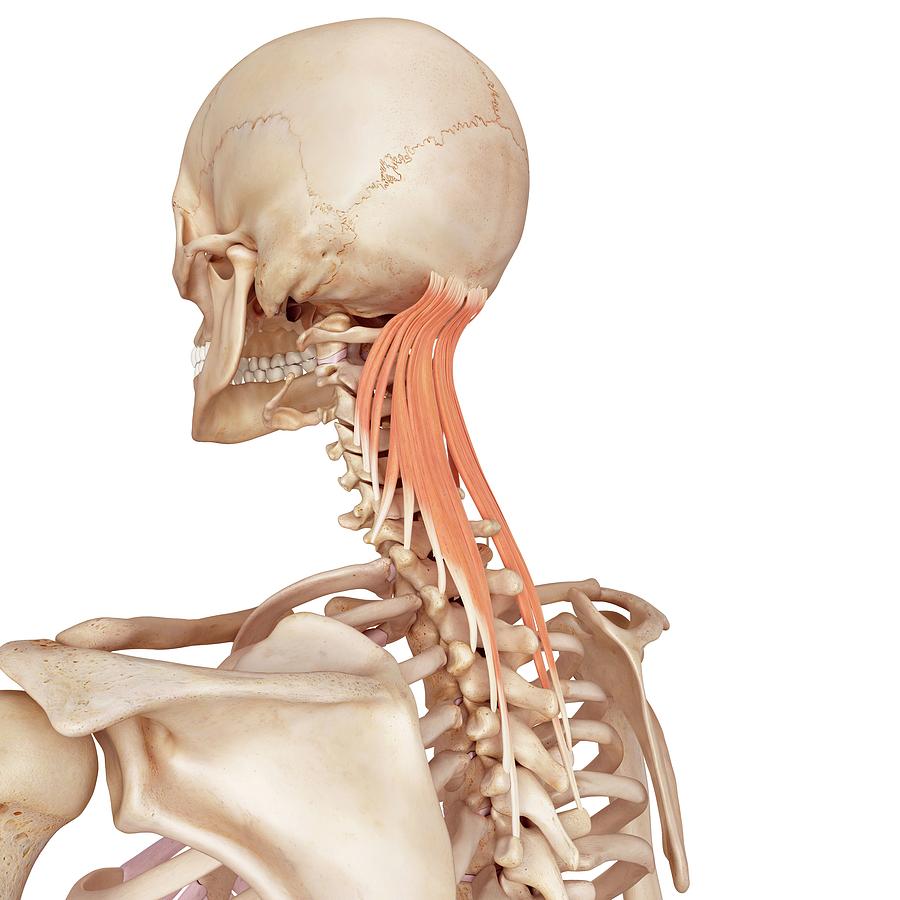 Neck Muscles Photograph by Sebastian Kaulitzki/science Photo Library ...