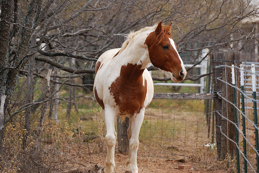 Paint Stallion Photograph by Thea Wolff Fine Art America