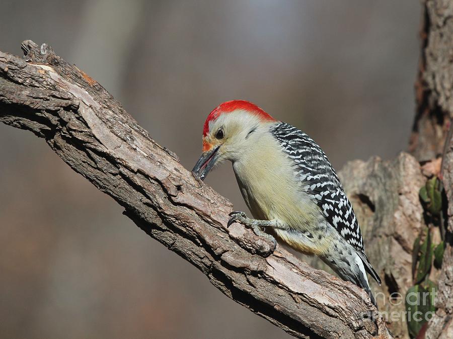 Red-bellied Woodpecker #43 Photograph by Jack R Brock
