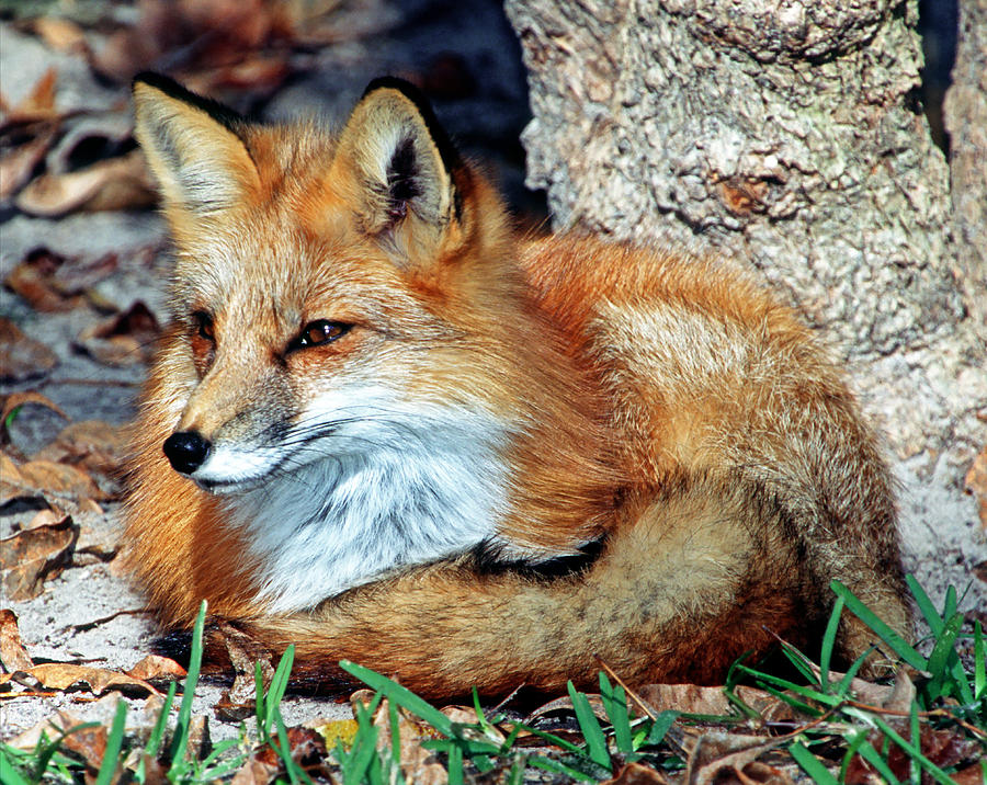 Red Fox #43 Photograph by Millard H. Sharp