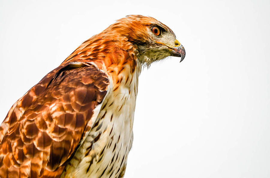 Red Tailed Hawk #43 Photograph by Brian Stevens