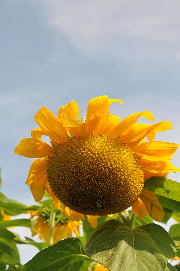 Sunflower #43 Photograph by Bonnie Sue Rauch