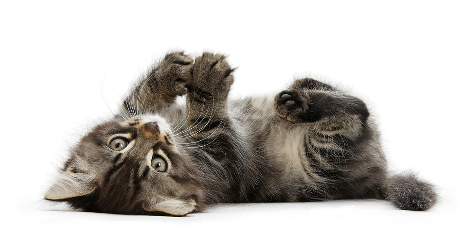 Tabby Kitten Photograph by Mark Taylor - Fine Art America