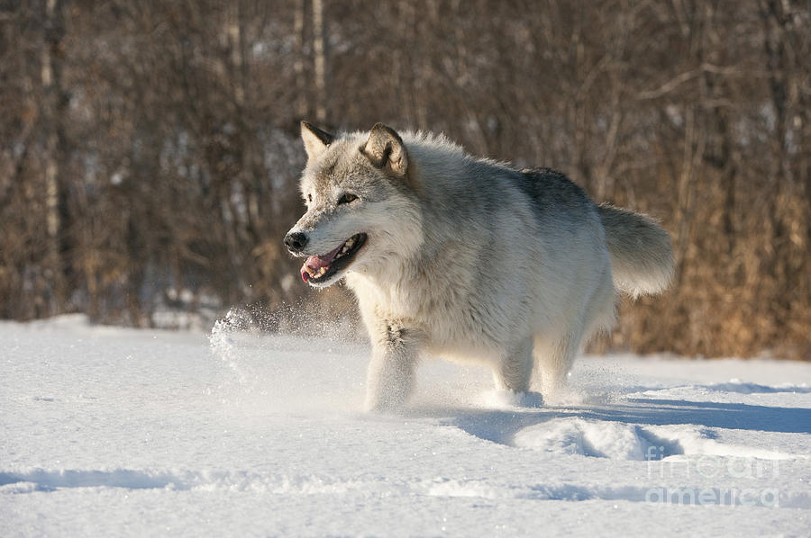 Animal Photograph - Wolf In Winter #43 by John Shaw